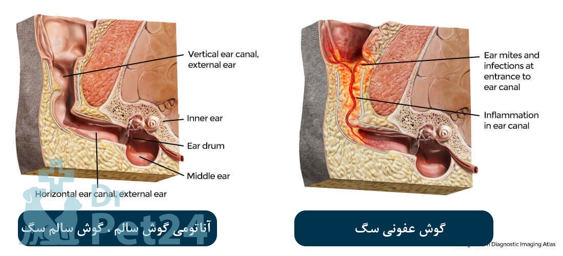 مقایسه وضعیت کانال عفونی گوش سگ و سالم