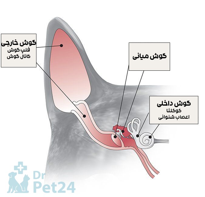 اناتومی کامل گوش گربه (گوش خارجی،گوش میانی،گوش داخلی)