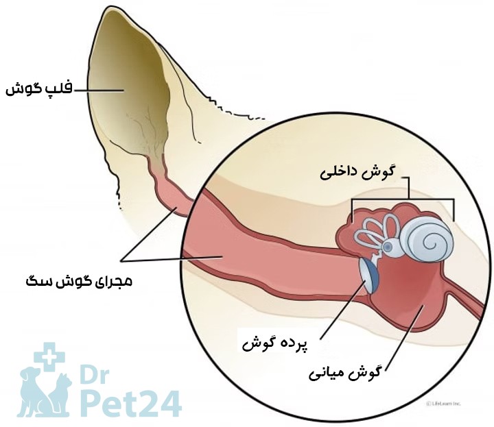 آناتومی گوش سگ