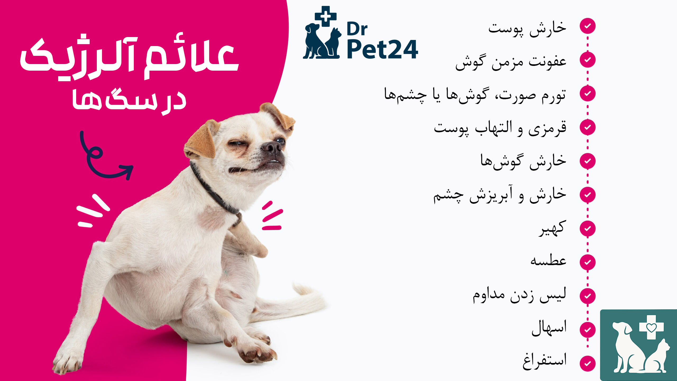 اینفوگرافی علائم آلرژی در سگ‌ها