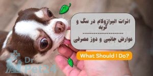 اثرات و نکات مصرف الپرازولام در سگ و گربه