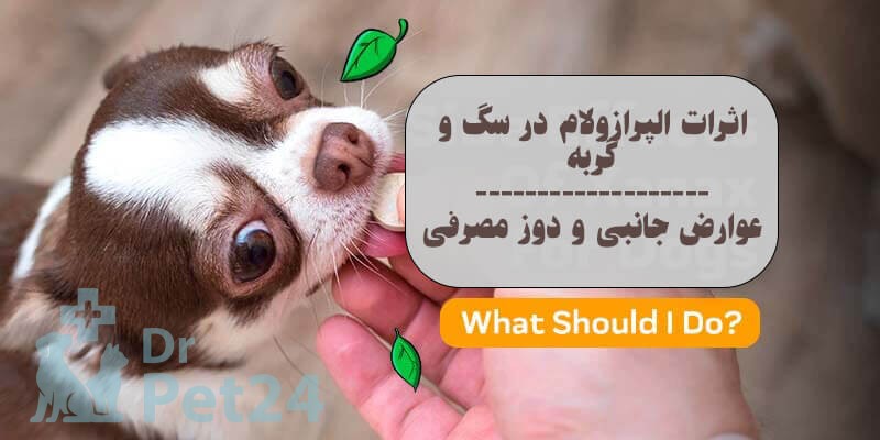 اثرات و نکات مصرف الپرازولام در سگ و گربه