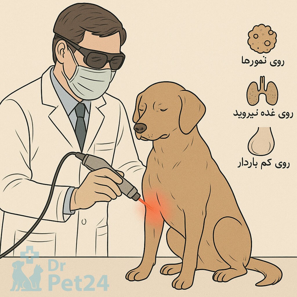 دامپزشک در حال انجام لیزر درمانی روی بدن یک سگ با استفاده از دستگاه لیزر، همراه با نمادهای هشدار درباره نواحی ممنوع مانند تومور و تیروئید